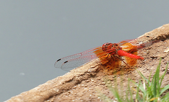 Meru NP