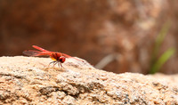 Meru NP
