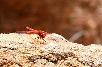 Meru NP