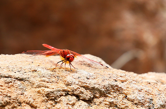 Meru NP