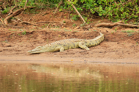 At Kruger NP