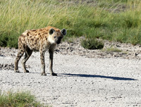 Spotted hyena - Ongava Game Reserve -
