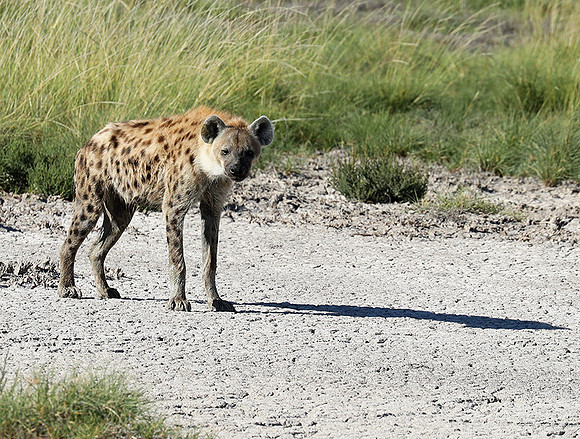 Spotted hyena - Ongava Game Reserve -