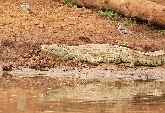 At Kruger NP