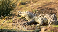At Kruger NP