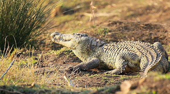 At Kruger NP