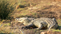 At Kruger NP