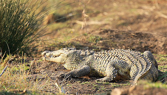 At Kruger NP