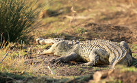 At Kruger NP