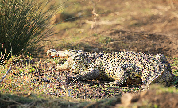 At Kruger NP