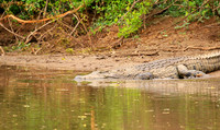 At Kruger NP