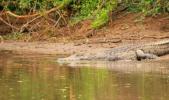 At Kruger NP
