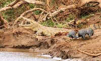 At Kruger NP