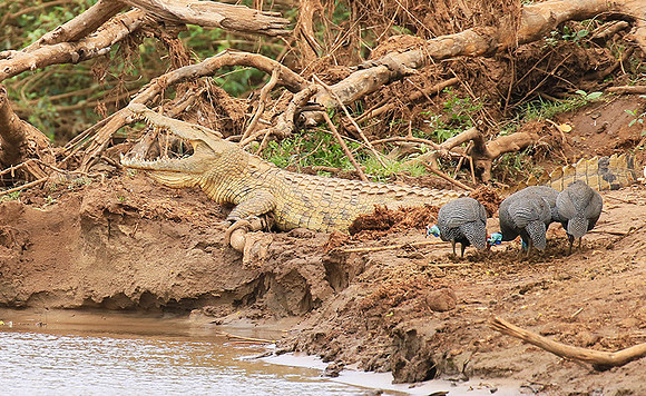 At Kruger NP