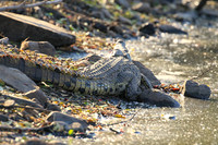 At Kruger NP