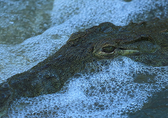 Matusadona