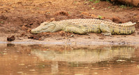 At Kruger NP