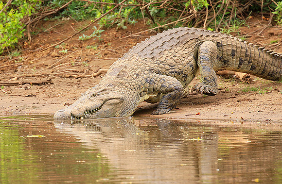 At Kruger NP