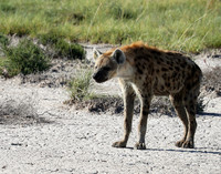 Spotted hyena - Ongava Game Reserve -