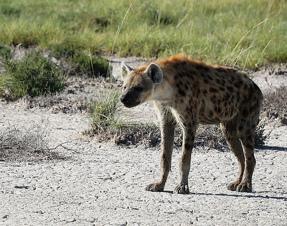 Spotted hyena - Ongava Game Reserve -