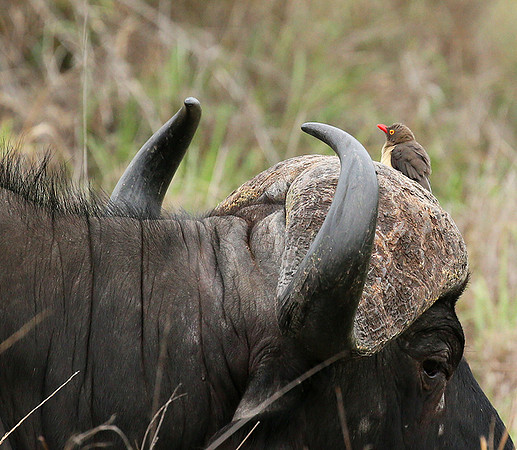 At Mala Mala game reserve