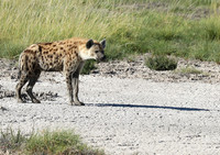 Spotted hyena - Ongava Game Reserve -