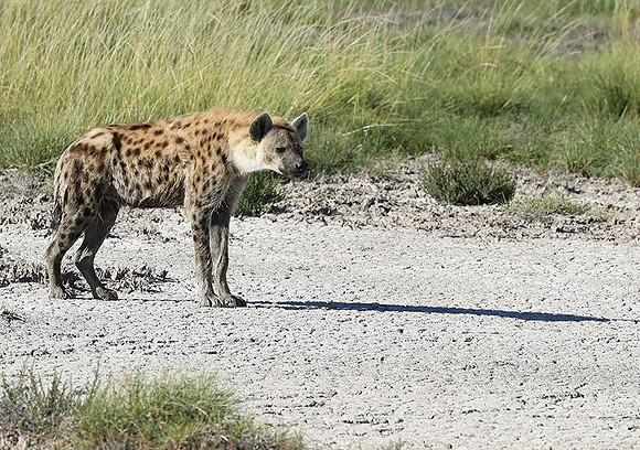 Spotted hyena - Ongava Game Reserve -
