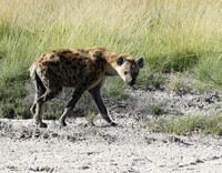 Spotted hyena - Ongava Game Reserve -
