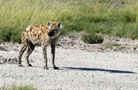 Spotted hyena - Ongava Game Reserve -
