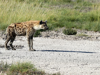 Spotted hyena - Ongava Game Reserve -