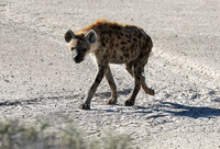 Spotted hyena - Ongava Game Reserve -