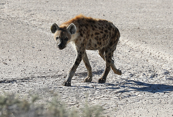 Spotted hyena - Ongava Game Reserve -
