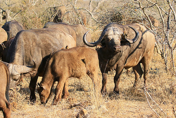 At Timbavati game reserve