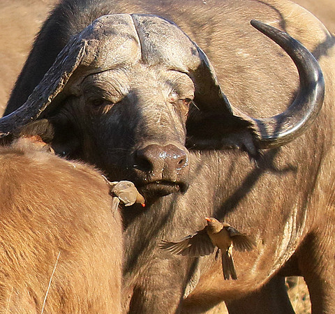 At Timbavati game reserve