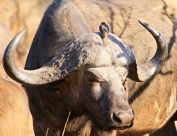 At Timbavati game reserve