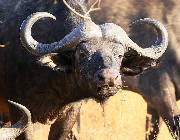 At Timbavati game reserve