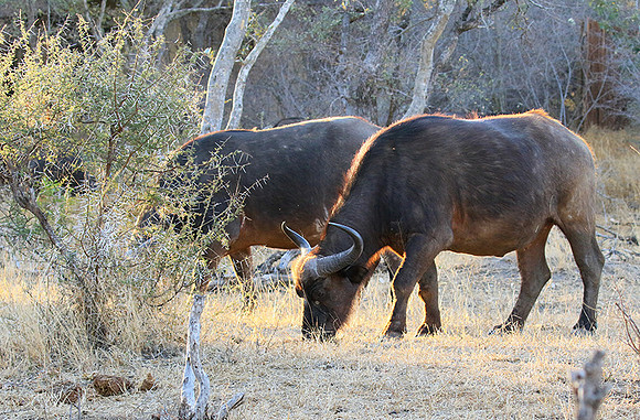 At Timbavati game reserve
