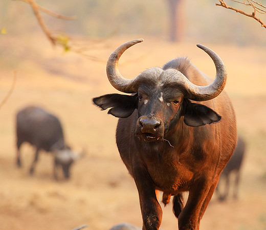 At Kruger NP