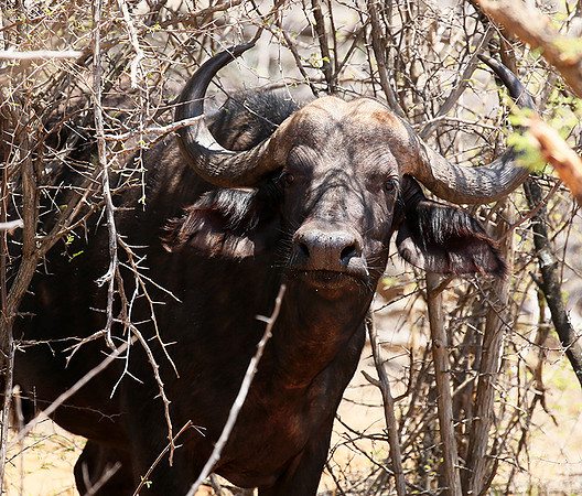 At Madikwe game reserve