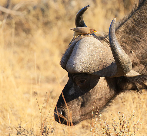 At Timbavati game reserve