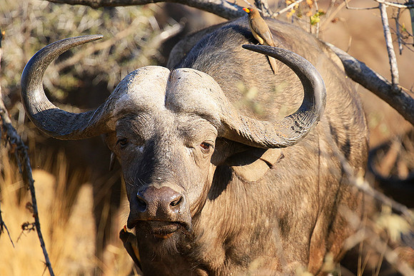 At Timbavati game reserve