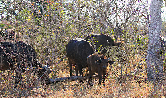 At Timbavati game reserve