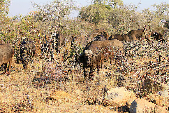 At Timbavati game reserve