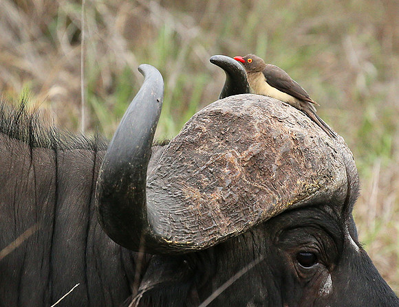 At Mala Mala game reserve