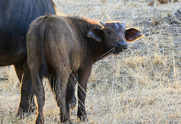 At Timbavati game reserve