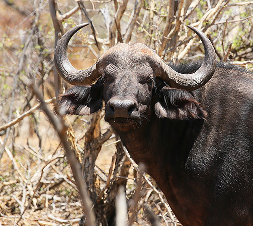 At Madikwe game reserve