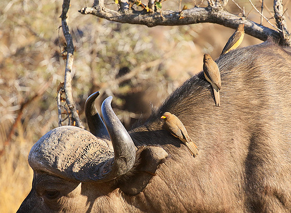 At Timbavati game reserve