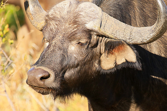 At Timbavati game reserve