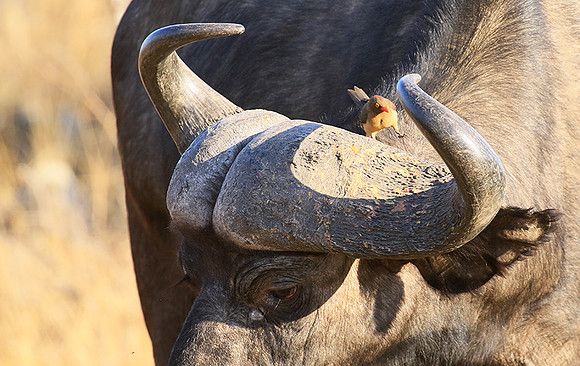 At Timbavati game reserve