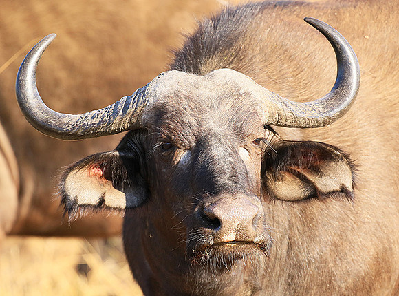 At Timbavati game reserve